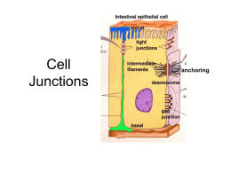 Cell Junctions - Hudson City School District