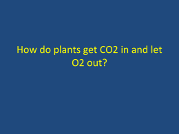 How do plants get CO2 in and let O2 out?