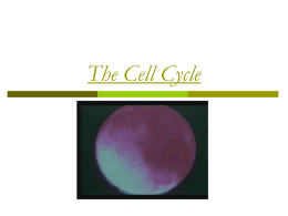 The Cell Cycle - Chaparral Middle School