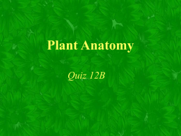 Plant Anatomy - Miss Stanley Cyber Classroom