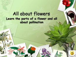All about flowers - Communication4All