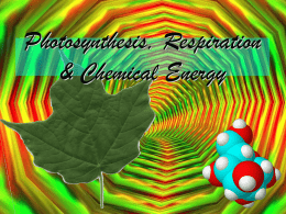 Photosynthesis, Respiration & Chemical Energy