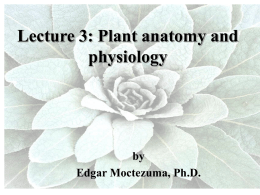 Lecture 3: Plant anatomy and physiology