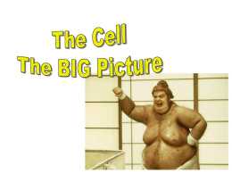 Student printout - The Cell Big Picture