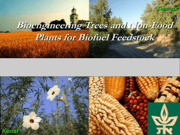 Bioengineering trees and non-food plants for biofuel feedstock