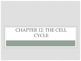 Chapter 12-13 THE CELL CYCLE/MEIOSIS and SEXUAL LIFE CYLES
