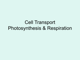 Cell Transport Photosynthesis & Respiration
