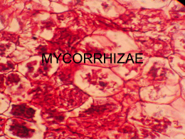 mycorrhizae - TeacherWeb