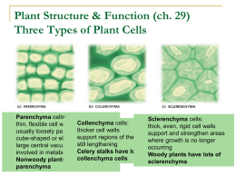 plant_structure__function_ch._29