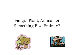 Fungi: Plant, Animal, or Something Else Entirely?
