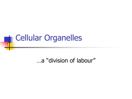 Power Point Presentation on Cell Organelles