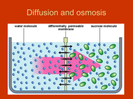 Diffusion and osmosis - Sonoma Valley High School
