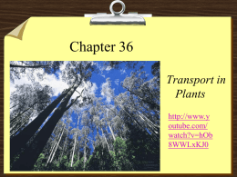 Ch. 36 Transport in plants