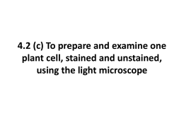 4.2 (c) To prepare and examine one plant cell, stained and