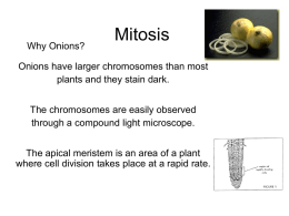 Onion cell mitosis