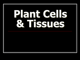 Plant Cells & Tissues