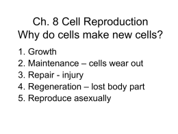 Power Point Honors Cell Division