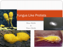 Fungus Like Protists