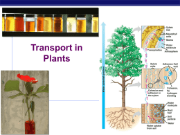 PlantTransport - apbiologypathways