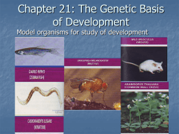 Chapter 21: The Genetic Basis of Development