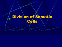 Division of Somatic Cells