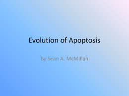 Evolution of Apoptosis