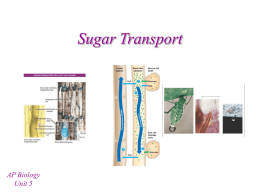 Sugar Transport - mvhs