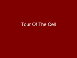 Tour Of The Cell