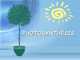 Photosynthesis lecture