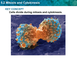5.2 Mitosis and Cytokinesis
