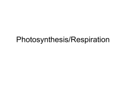 Photosynthesis/Respiration