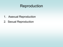 Reproduction - VCE