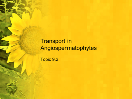 Transport in Angiospermatophytes