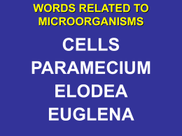 WORDS RELATED TO MICROORGANISMS