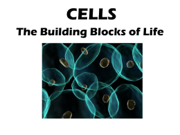 Introduction to Cells