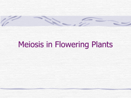 Meiosis in Flowering Plants
