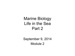 Honors Marine Biology Class Four