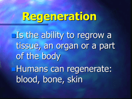 1.3 Regeneration