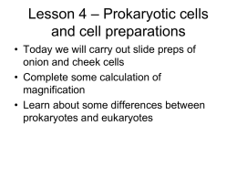 L4 Prokaryotes eukaryotes and onion cheek preps