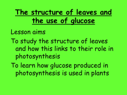 lesson3 photsynthesis