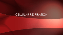 Notes - Cellular Respiration