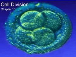 Cell Division12-13 - McKinney ISD Staff Sites