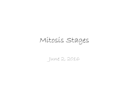 Mitosis Stages