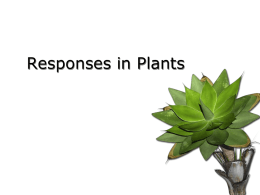 Responses in Plants - Ms Curran`s Leaving Certificate Biology
