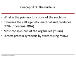 Concept 4.3: The nucleus