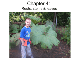 chapter 4 Roots stems and leaves