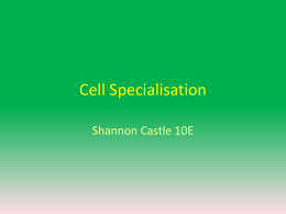 Cell Specialisation - Shannon Castle 10Ex
