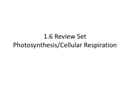 1.6 Review Set Photosynthesis/Cellular Respiration