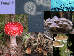 Fungus notes