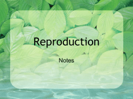 Reproduction Websitex